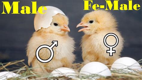 How to find chicks